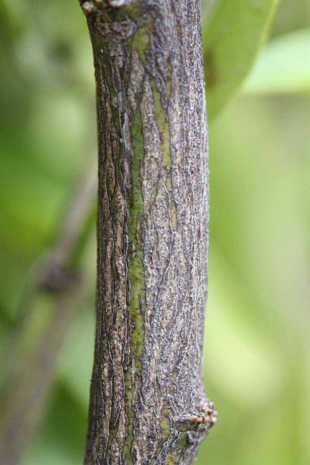              Second - third year twig (Riverside, CA)       